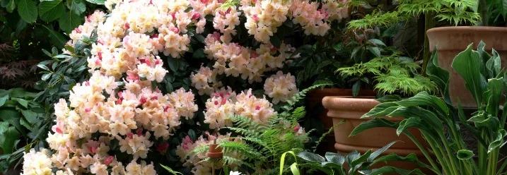 Blühender Rhododendron und Topfpflanzen